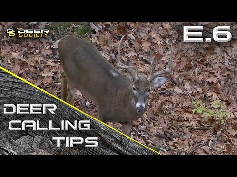 Deer Calling Tips - E.6 "Doe Bleats on Pre Rut Bucks"