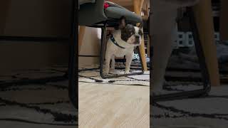 なんだか机の下でモゾモゾするワンコ #shorts