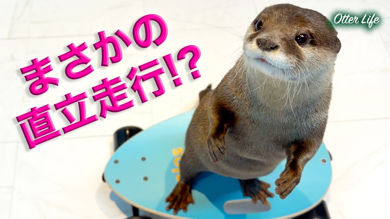【天才】カワウソにスケボーをプレゼントしたら、まさかの二足歩行で乗りこなし始めたのだが...  My Otter Started Standing Up and Skateboarding!