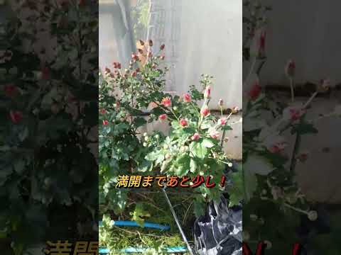 馬糞を嫌う植物は何ですか?何のために ？何に置き換えますか?  庭園