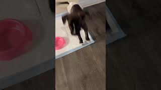 Video preview image #1 American Staffordshire Terrier-Staffordshire Bull Terrier Mix Puppy For Sale in Holly Springs, NC, USA