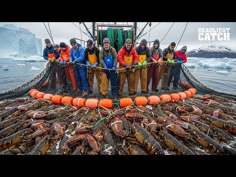 Catching 5,000 Lobsters in 48 Hours - A $200,000 Gamble With Nature’s Fury | Fishing Documentary