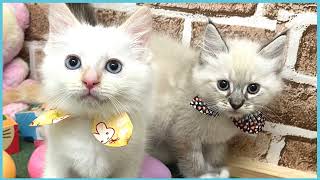 ペットショップCOO&RIKU No00703529(ラグドール)