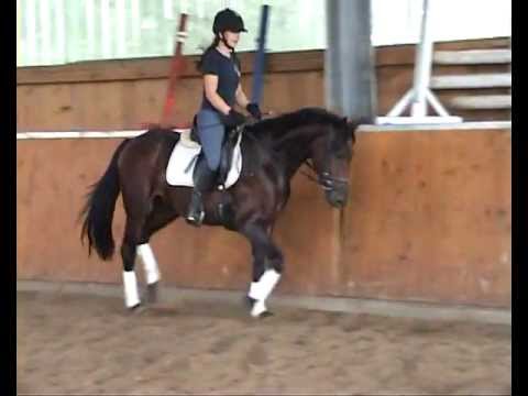 Dragonheart v Danone - Michelangelo - Top Dressage Prospekt 7 - SOLD