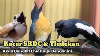 Download lagu TLEDEKAN GUNUNG GACOR AMPUH SEKALI BUAT PANCING EMOSI KACER DAN SRDC mp3