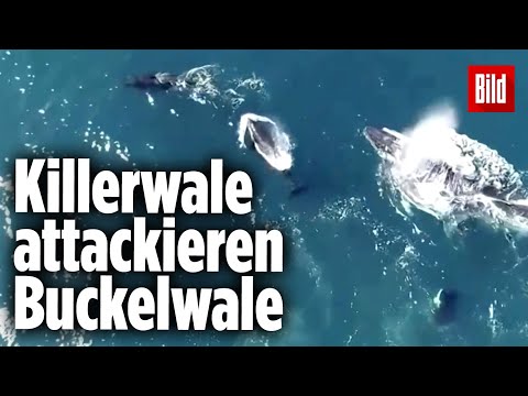 Orcas jagen Buckelwal-Baby – Dramatische Szenen vor Australien
