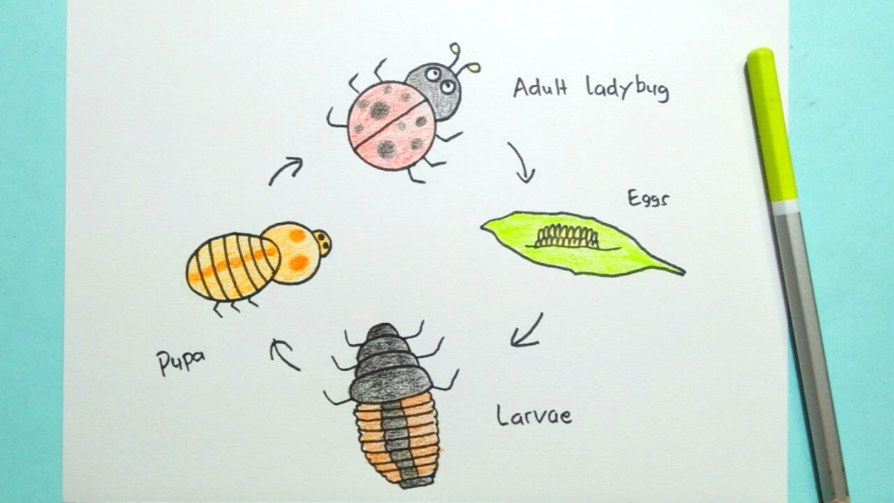 Dawing Ladybug Life Cycle