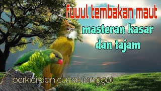 Download lagu Fuuul tembakan tajam perkici dan cucak jenggot 🔥 mp3