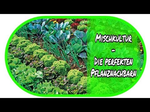 BPH Folge nach der Operation Prostatitis TRUS für Ärzte