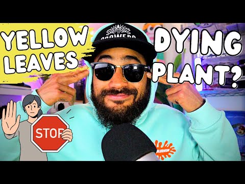 Why your plant is turning YELLOW and looks BAD!!! 😖