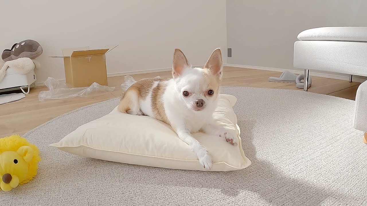 新しいクッションの違いがわかるチワワ