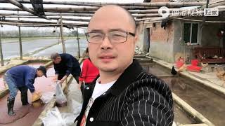农村悦悦：悦悦家养殖全人工黄鳝苗，老公去拉红虫，为何抓虫的都是贵州人？