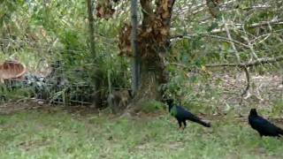 Squirrels Gone Wild!