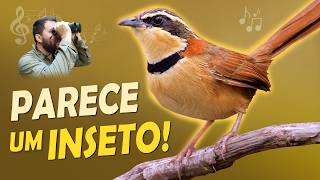 Miniatura do vídeo