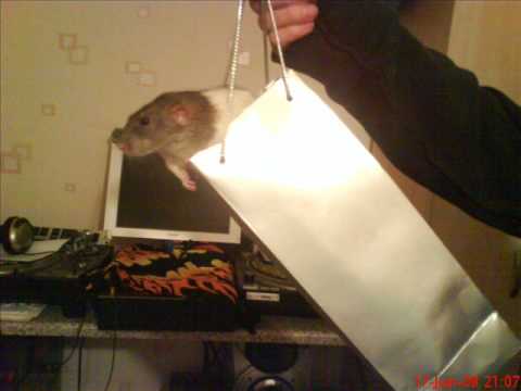 kelly le roc social circles Sticky **bangin**