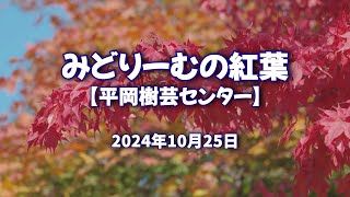 2024年10月25日 みどりーむの紅葉【平岡樹芸センター】