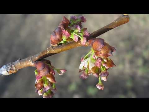 Bachblüte Elm oder Ulme