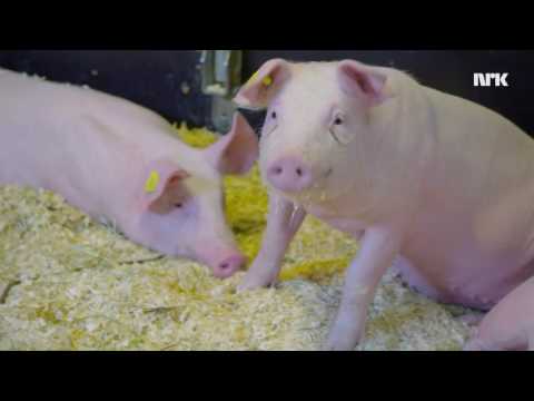 Fantorangen - Med krøllet hale