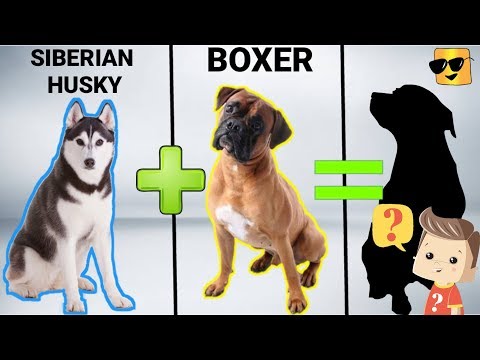 download lagu mp3 mp4 Husky Mix, download lagu Husky Mix gratis, unduh video klip Husky Mix