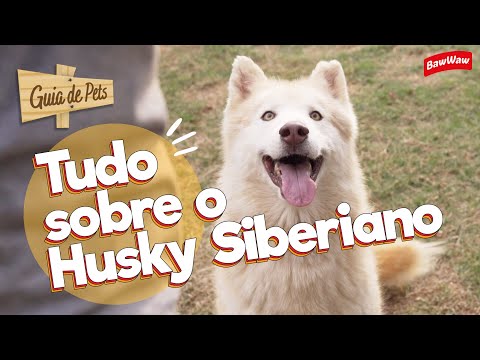 Runaway or obedient? See what it's like to raise a Siberian Husky! | Pet Guide