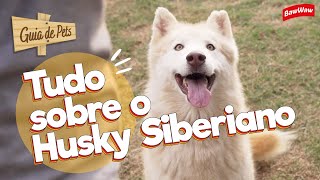 FUJÃO OU OBEDIENTE? VEJA COMO É CRIAR UM HUSKY SIBERIANO! | Guia de Pets