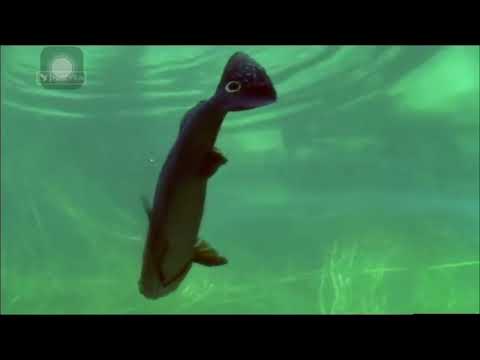 Gjallesat NenUjore   Dokumentar Shqip HD