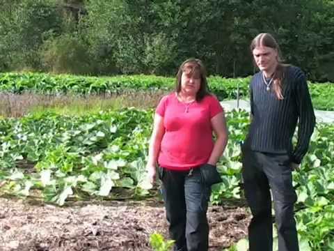 Ekologiskt inriktad odling på Vårviks Gård: Täckodling