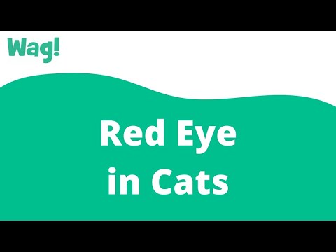 Red Eye in Cats | Wag!