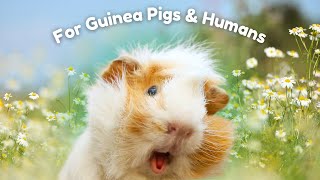 8 Flowers for Guinea Pigs & Humans LOVE