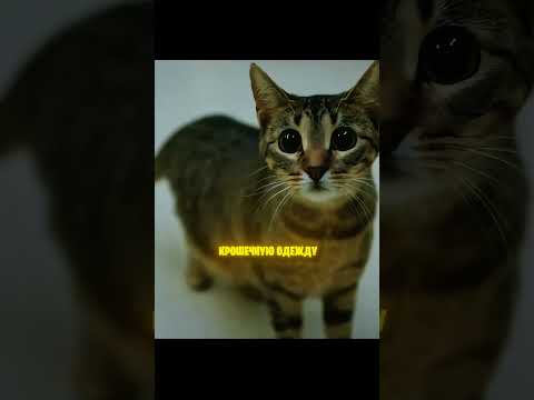 Тюрьма где кошки учат людей добру💔🐈