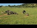 Baby Blue Wildebeest Feeding