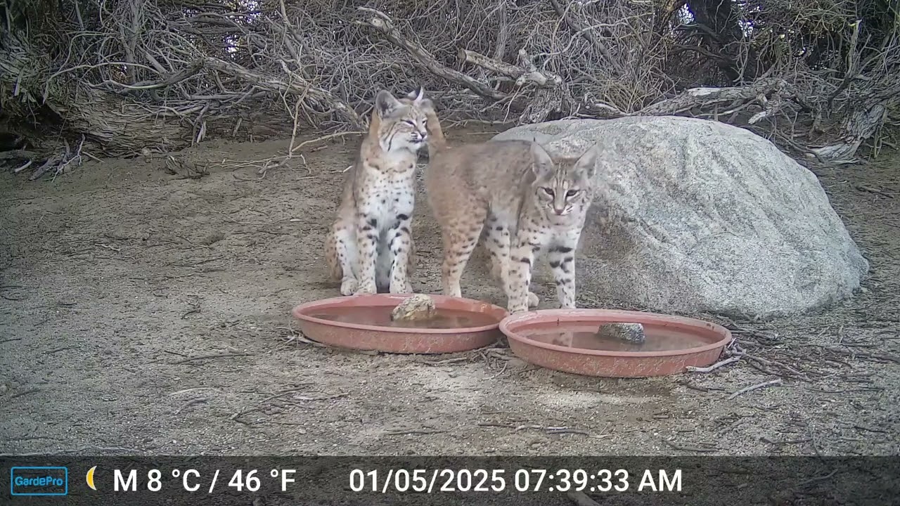 S3E1: A few minutes with Momma and Honey at the water station
