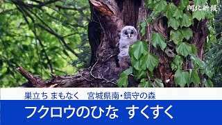 【動画】フクロウのひな、すくすく愛くるしく　宮城県南の鎮守の森