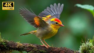Download lagu Refreshing Bird Songs | 4K Nature Sounds for Stress Reduction & Mind Cleansing ,Better Sleep, Study mp3