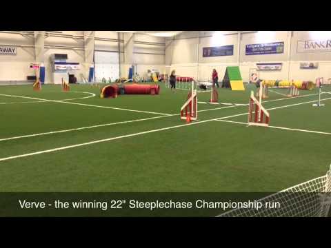 Verve - 2015 USDAA New England Regional 22" Steeplechase Champion