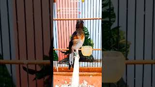 Download lagu Murai batu trotol fighter mp3