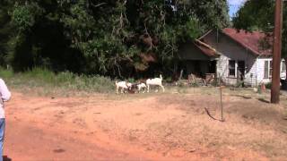 Morning Commute with Goats
