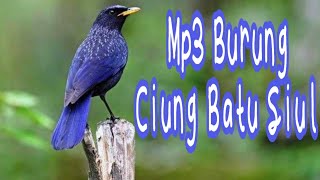 Download lagu Suara burung ciung batu siul mp3