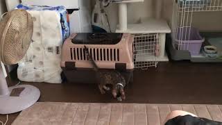 #ベンガル猫 #生後二ヶ月半 ルイの成長日記七日目(´ ˘ `๑)♡
