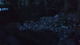 Nature sounds,forest spring....for my better sleep,weirdos 😄😄😄