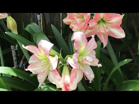 In the artist’ garden episode one