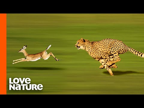 チーター高速ガゼル狩り
