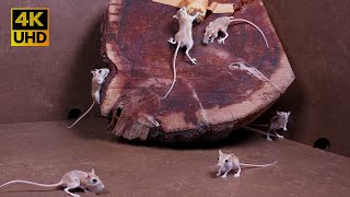 4K Cat TV Game : Mice Climb, Sniff & Snack | Perfect for Cats to Watch 8 hours