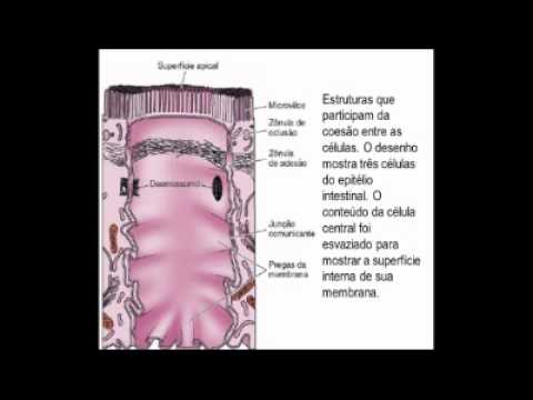Tecido Epitelial (Completo - Aulas 1 e 2).wmv