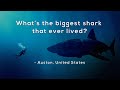 What S The Biggest Shark That Ever Lived