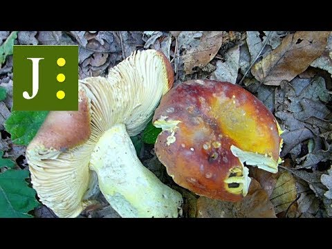 Zlatna Krasnica - Russula aurea