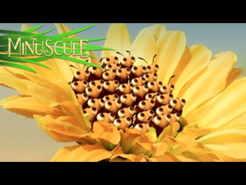 Minuscule - La grasse matinée / Sleeping In (Season 1)