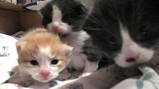 Adorable 2 - 3 Week Old Foster Kittens & Their Mum Nornie