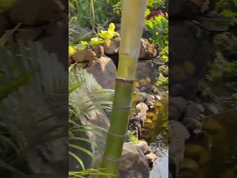 Hotel Bambú, Santiago Atitlan, Sololá 🇬🇹🍃