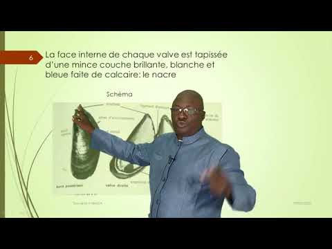 8èmeA Biologie leçon1 Les mollusques La moule